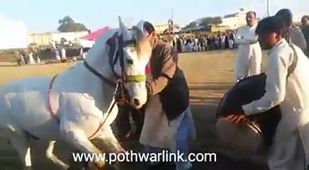 horse dance at jabber mela