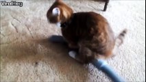 An ambitious cat takes on a vacuum cleaner!