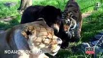 Un lion, un ours et un tigre sont les meilleurs amis depuis 15 ans