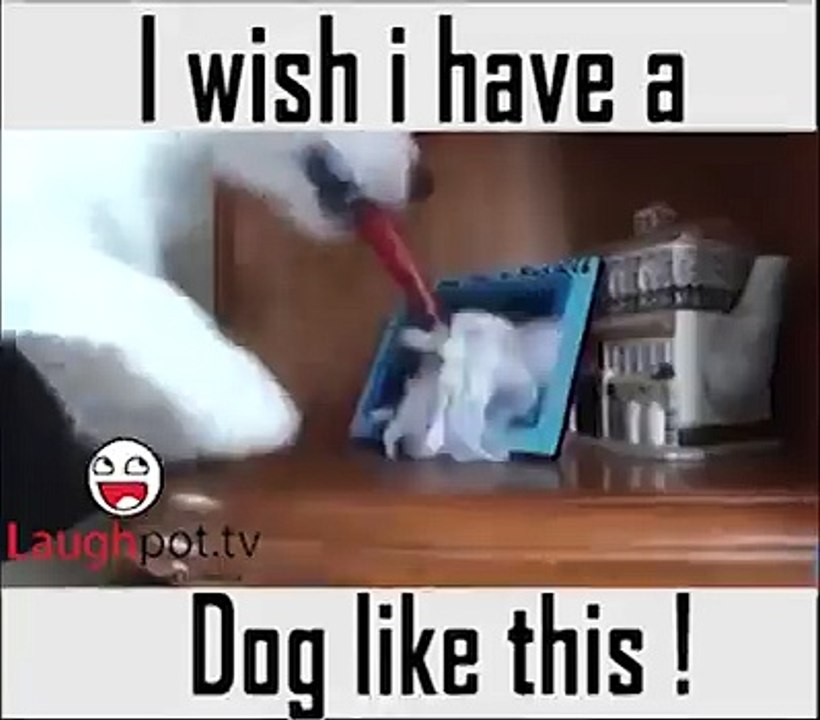 I want this dog