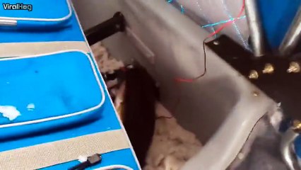 An ice fisherman's unexpected guest turns out to be a fish thief!