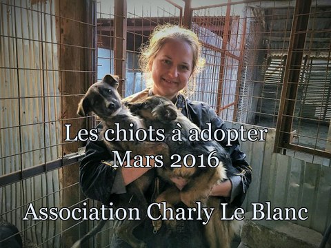 Les chiots à adopter (mars 2016)