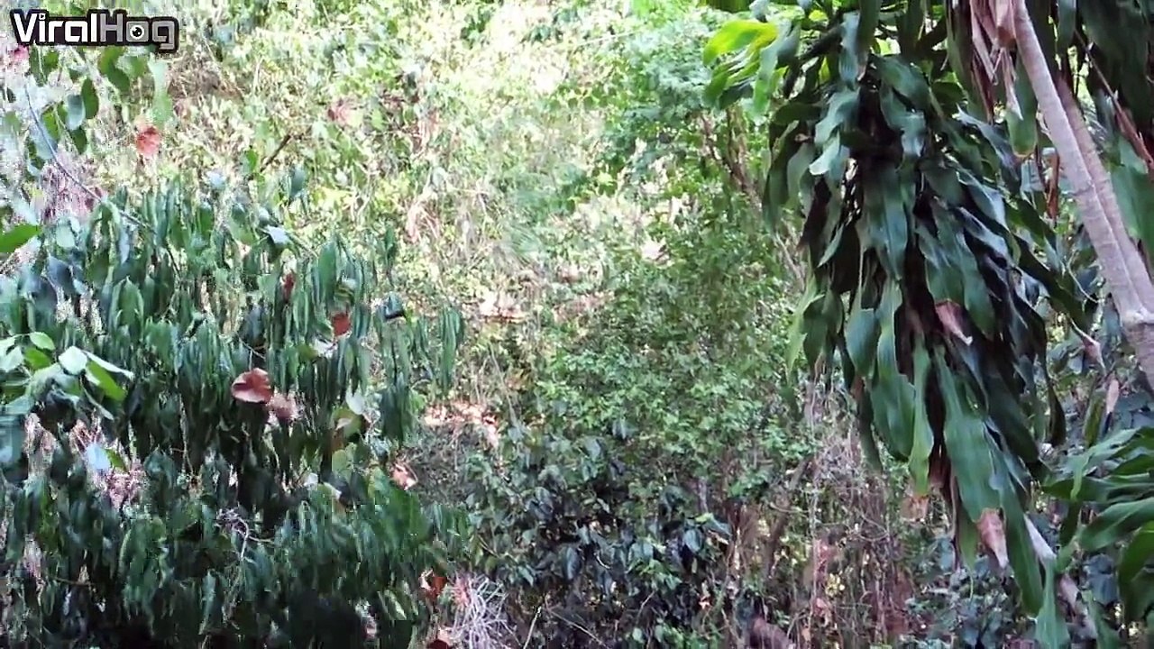 Two kangaroos fight on Daydream Island!