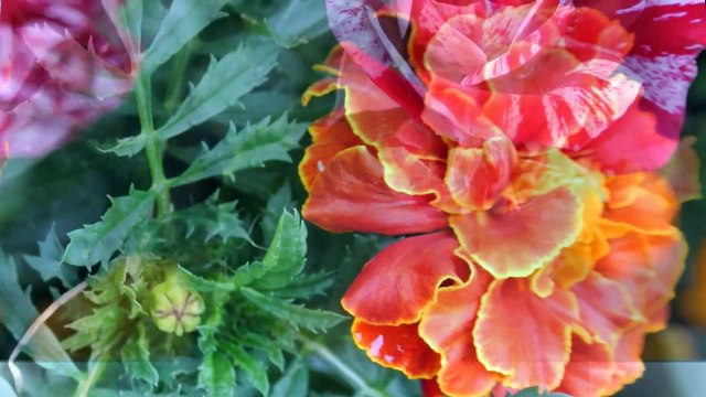 Бархатцы. Красивые цветы бархатцы. Релакс