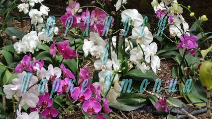 Орхидеи. Выставка орхидей в Парке Утопия. По Израилю