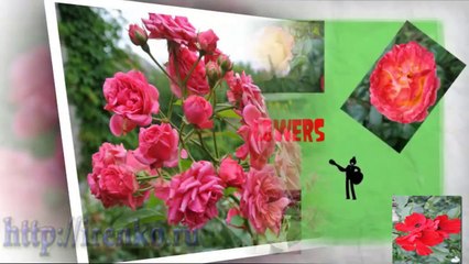 Розы. Цветы. Flowers. Релакс. Роза-королева сада