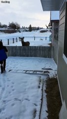 Cute deer, eating apples