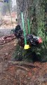 Have you ever seen a chicken on a swing?