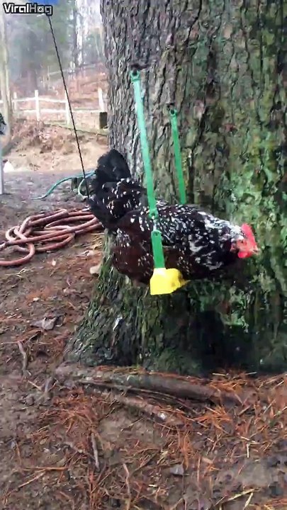 Have you ever seen a chicken on a swing?