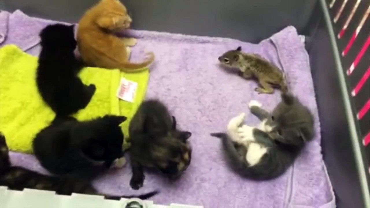 Elle dépose un bébé écureuil parmi des chatons,...