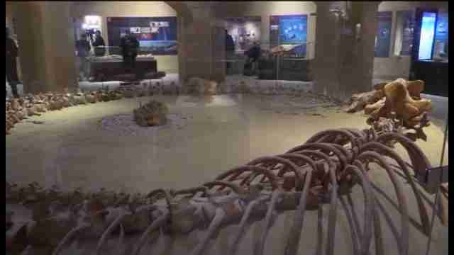El Valle de las Ballenas de Egipto inaugura su museo con un esqueleto de 18 metros