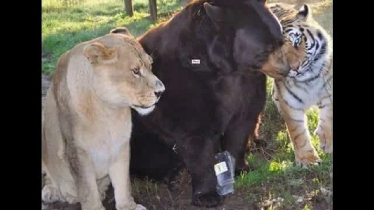 Depuis 15 ans, un lion, un ours et un tigre sont les meilleurs amis du monde