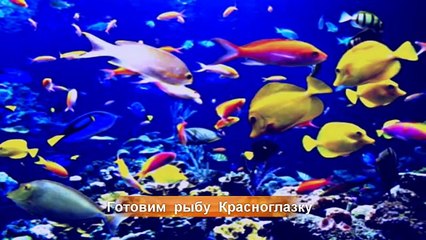 Рецепт Рыба в сметане Красноглазка