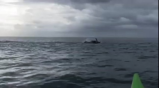 Les dauphins de Nouvelle-Zélande sont totalement barrés !