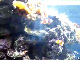 Video 4 Aquarium Blue Planet