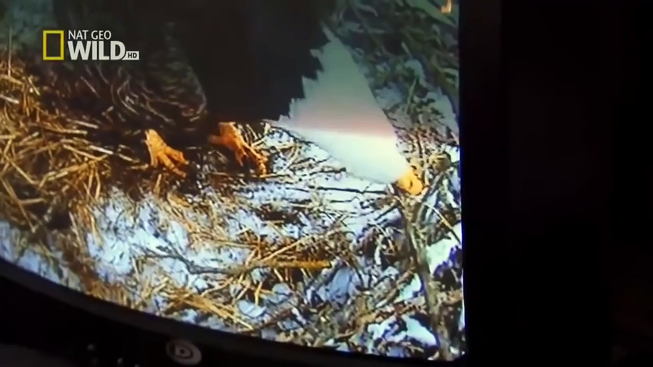 National Geographic | Documental Sobre La Naturaleza De 2016: American Eagle - 2016