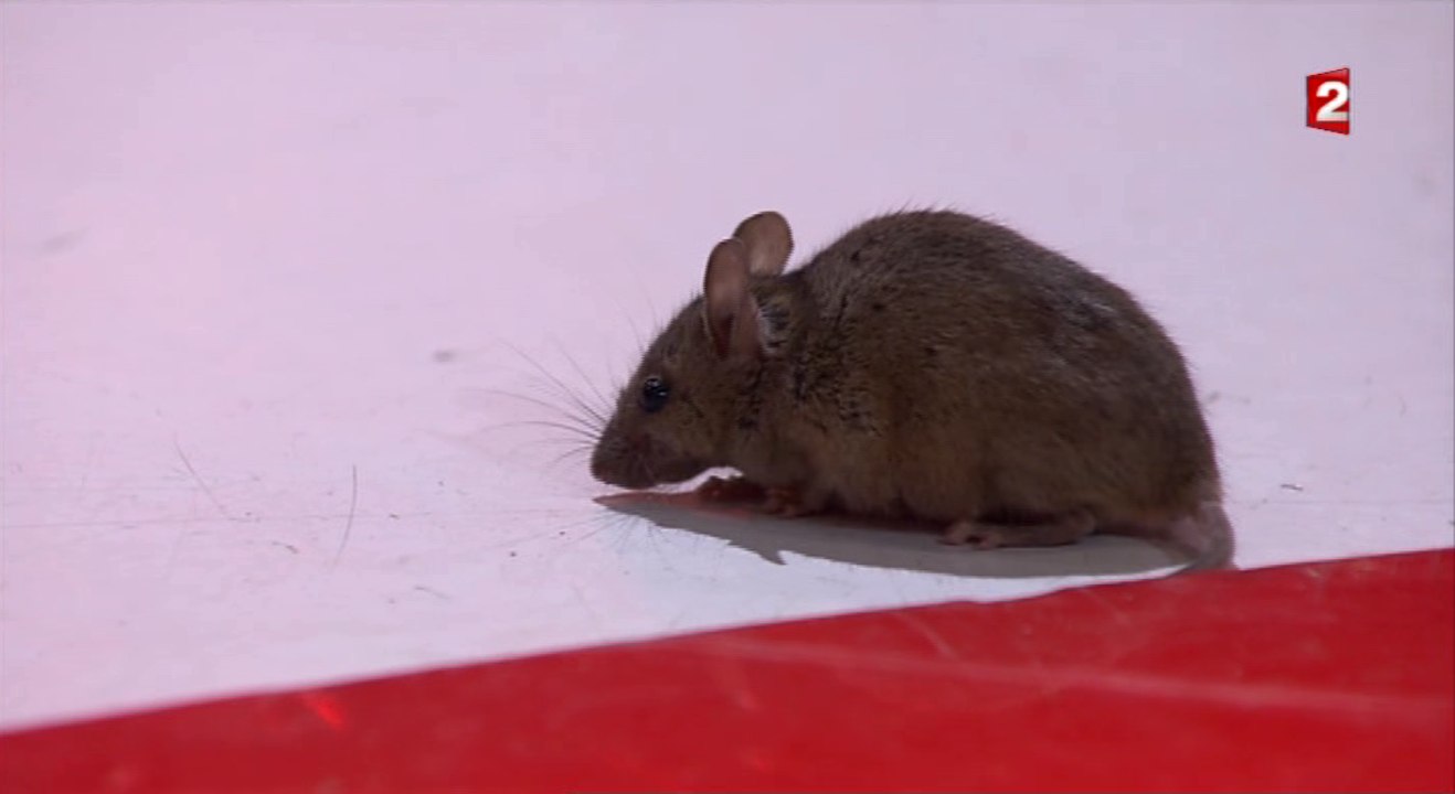 Une souris sur le plateau de Vivement Dimanche ! - ZAPPING TÉLÉ DU 07/03/2016