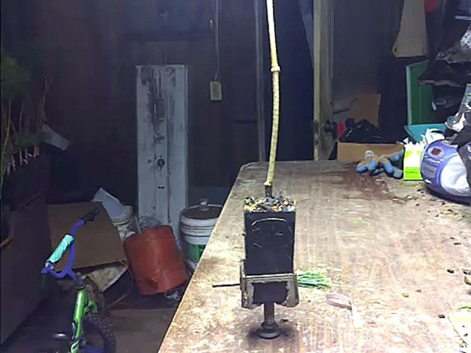 20 Second Grafted Conifer