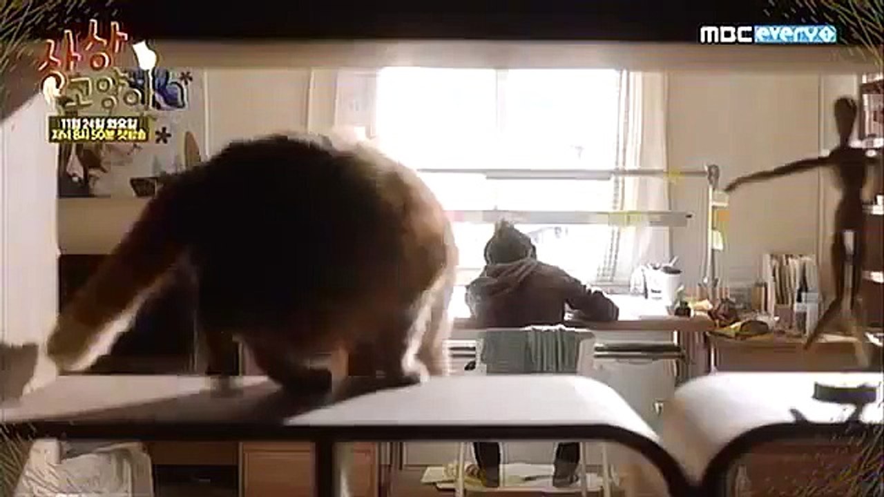 Imaginary Cat Teaser 4 (20 Second)