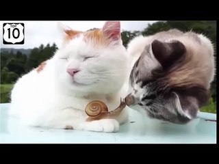 Adorable Kittie and Snail