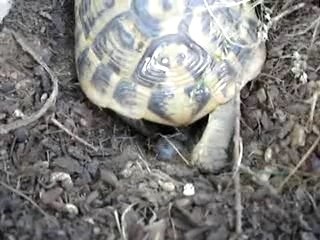 Lynette a pondu, elle bouge ses oeufs