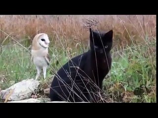 Heartwarming Friendship: The Story of Kitten and Owl 🐾🦉