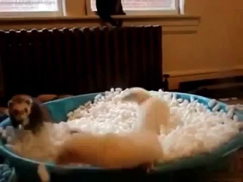 Хорьки в упаковочных шариках Различные короткие видео ролики, приколы и др. @