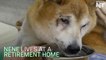 Japanese 'Pet Retirement Home' Gives Comfort To Aging Animals