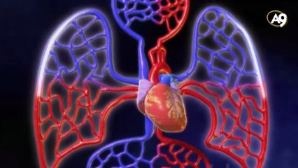 Kalbin çalışma mekanizması