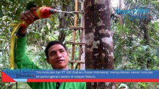 VIDEO Wow, Harga Pohon Gaharu Tembus Rp 250 Juta Perkilo