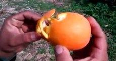 Mira este espectacular truco para pelar una naranja - video gracioso de risa