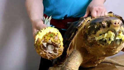 Приколы 2015 Смешное Видео Ржач[2]