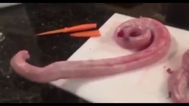 Un serpent mort prêt à être cuisiné se remet à bouger