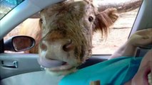 Cows Are Awesome: Compilation
