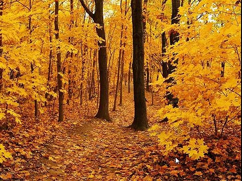 Игра Найди собаку 206, 207, 208, 209, 210 уровень - ВКонтакте - Ответы, подсказки, прохождение