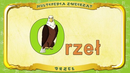 Multipedia Zwierząt. Litera O Orzeł