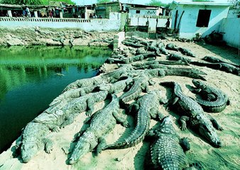 Live Video Manghopir History!Geo Ajooba 22 Jan 2016: