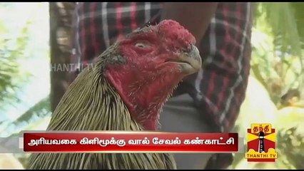 Kili Mooku Val Seval Exhibition Held in Dindigul - Thanthi TV