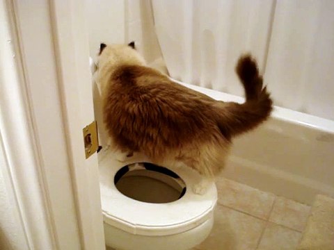 Cat Prefers Human Toilet over Litterbox