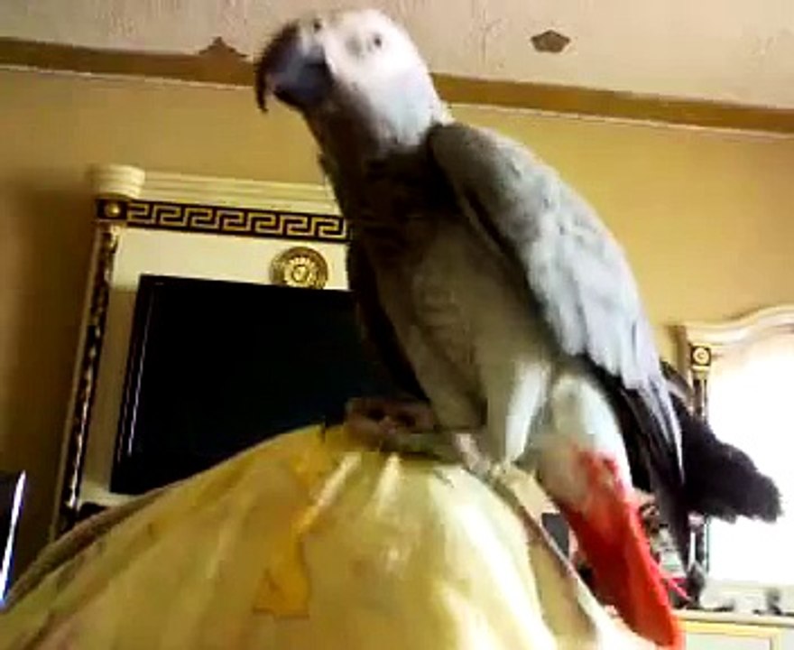 Говорящий Жако