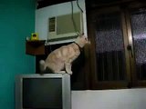 Leopold  the Amazing Leaping Cat