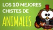 Los 10 mejores CHISTES DE ANIMALES