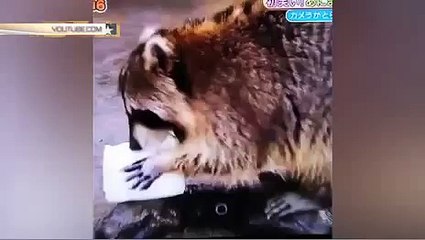 Енот очень удивился, куда делась...