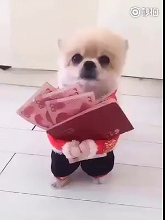 So Cute Puppy Video