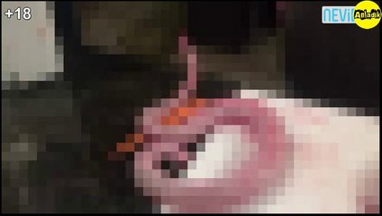 Canlı canlı derisini yüzüp kafasını kestiler! (+18)