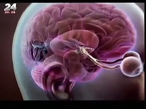 Como Funciona o Cérebro (Legendado) - Documentário