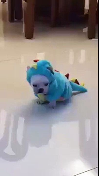 Never seen a dinosaur - so so cute