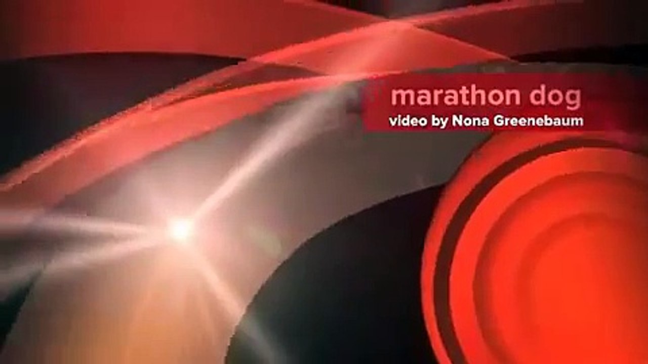 Dozer the Dog Runs Marathon