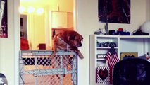 Dogs Overcome Barriers