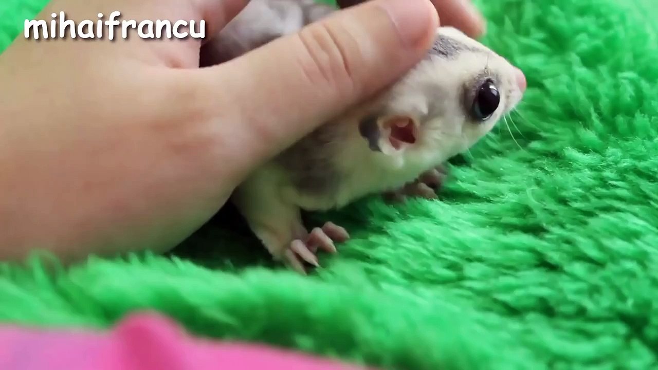 Baby Animals - A Cute Animal Videos Compilation 2016